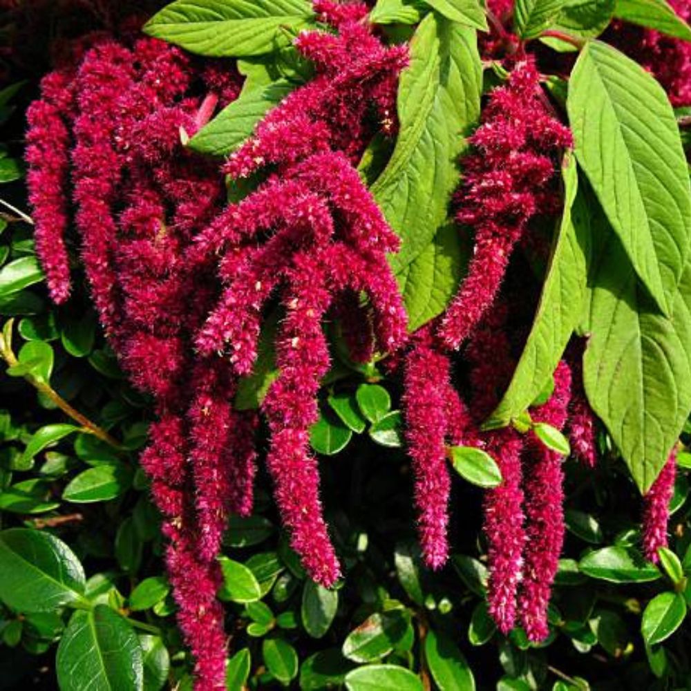 Amaranth