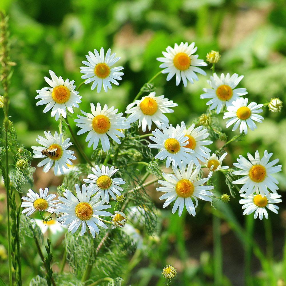 Chamomile